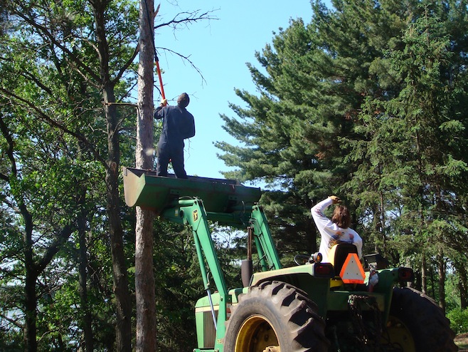 Tree Trimming